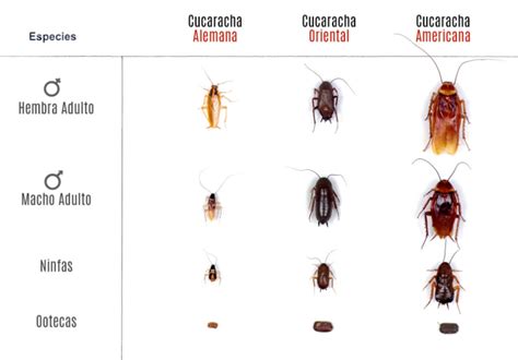 Ciclo de vida de una cucaracha del Pacífico y su alimentación