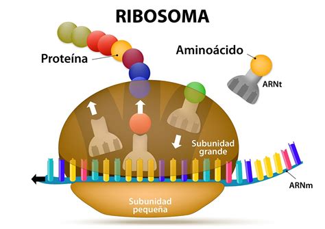 Diagrama de las secuencias internas transcritas (ITS) en el ADN ribosomal de levaduras