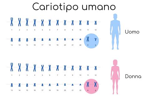 Cariotipo de una cepa de levadura de mosto