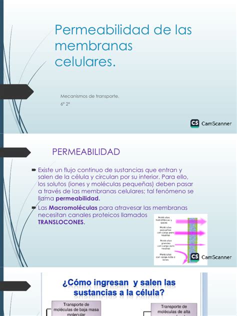 Impacto del etanol en las membranas celulares de la levadura
