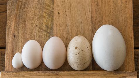 Comparación de huevos de pato y gallina