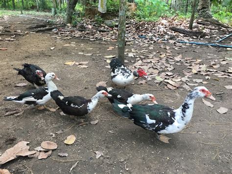 Granja de patos al aire libre