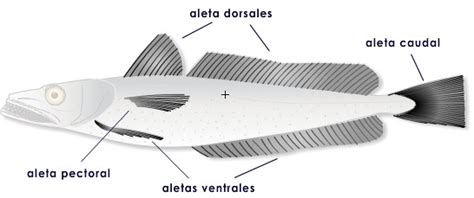 Corte de la merluza mostrando sus diferentes partes