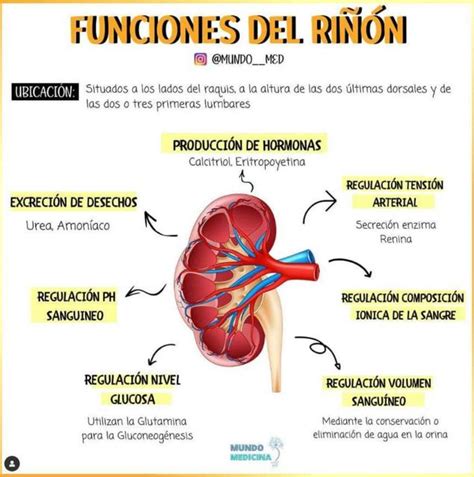 Ilustración de un riñón y su función diurética