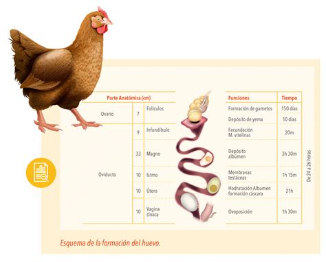 Esquema de la relación entre la alimentación de la gallina y el color de la yema del huevo