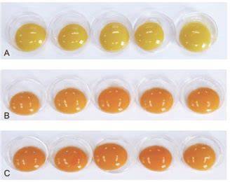 Gama de colores para una comparación rápida de coloración de la yema del huevo