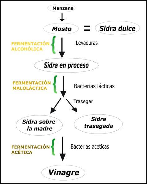 Esquema de la fermentación alcohólica de la sidra