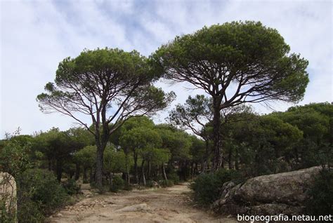 Pinos piñoneros en los Pinares de Aznalcázar