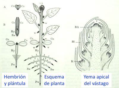 Yema de vid en crecimiento