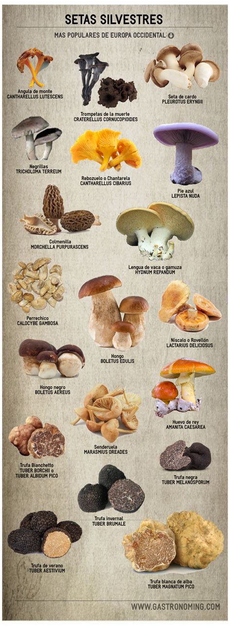 Variedades de setas comunes en la cocina italiana