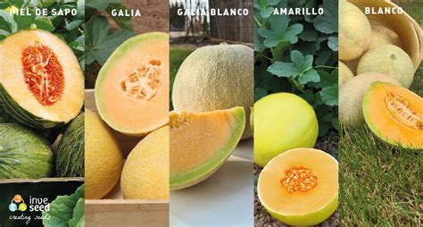 Variedades de melón