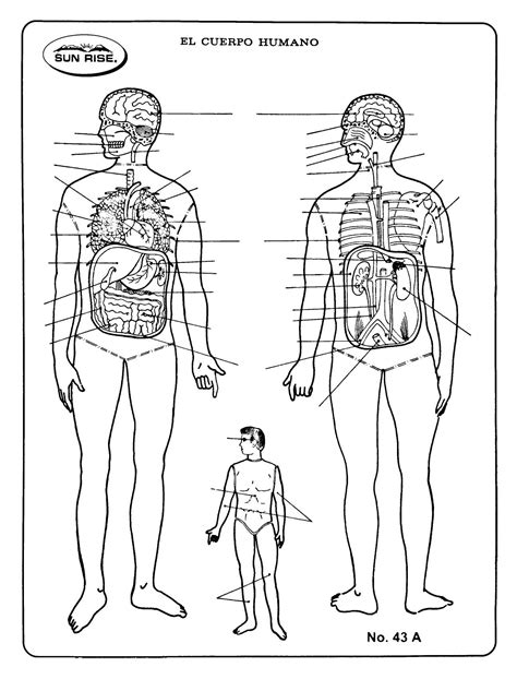 Esquema del cuerpo humano con enfoque radiológico