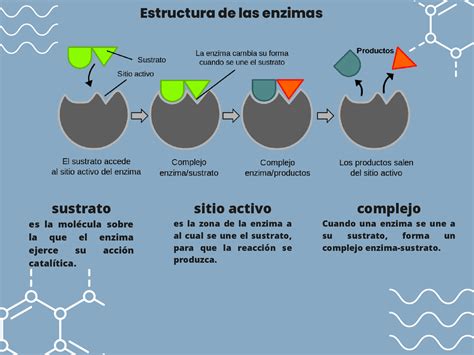 Esquema de la acción de las enzimas en la masa de pan