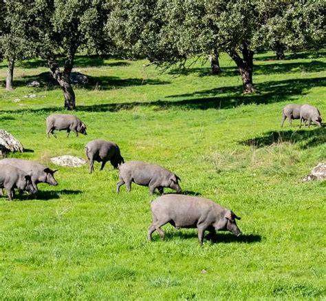 Cerdo ibérico pastando en libertad