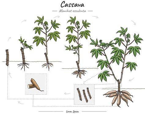 Ilustración de la planta de yuca y sus raíces