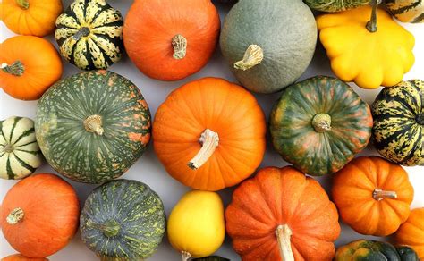 Variedad de cocas de calabaza