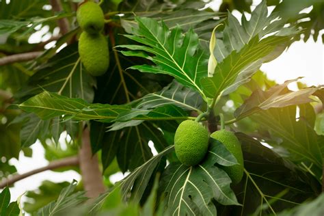 árbol de fruta de pan en entorno tropical