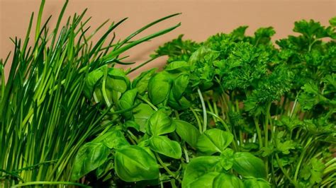 Variedad de verduras frescas y hierbas para la leche de tigre