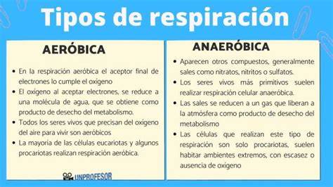 Infografía comparativa: fermentación anaeróbica vs. aeróbica
