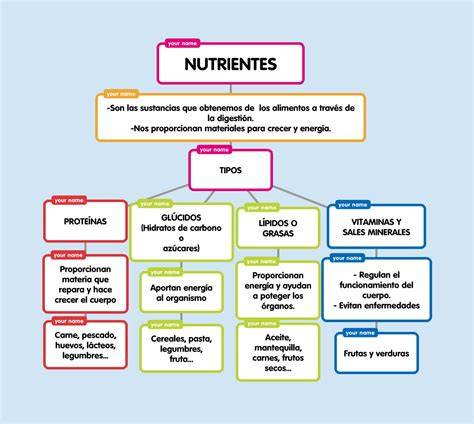 Esquema de nutrientes esenciales en la dieta