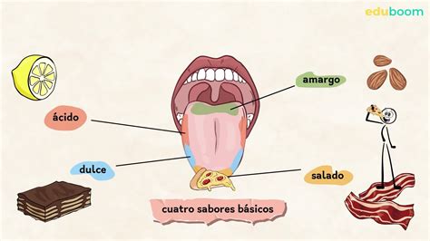 Esquema de la percepción del sabor y el olfato