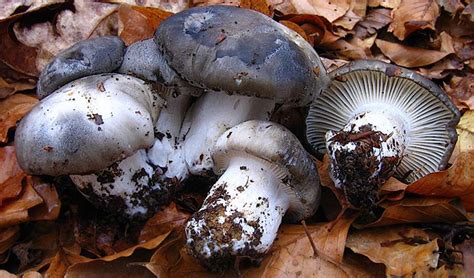 Ilustración detallada de un marzuelo (Hygrophorus marzuolus)