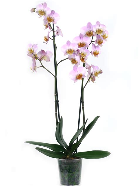Orquídea Phalaenopsis rosa pastel