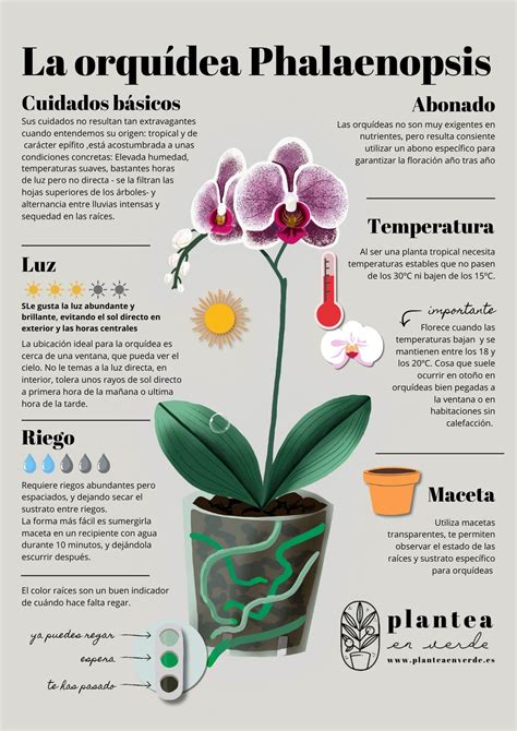 Esquema de las necesidades de luz y riego de una orquídea