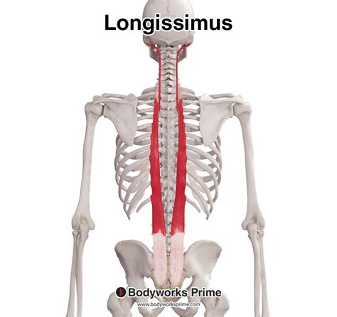 Diferencias entre los músculos Longissimus dorsi y Spinalis dorsi