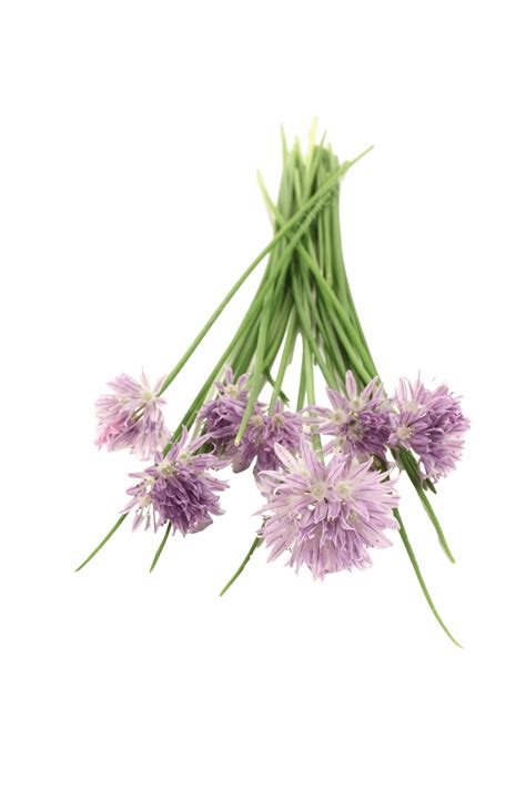 Cebollino fresco con flores moradas