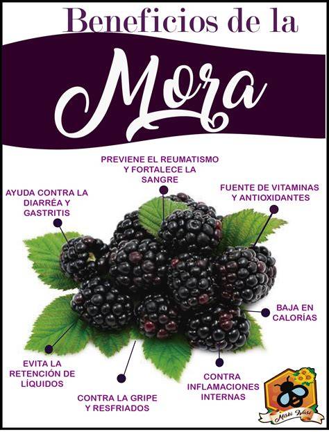 Ilustración de hojas de mora y sus beneficios