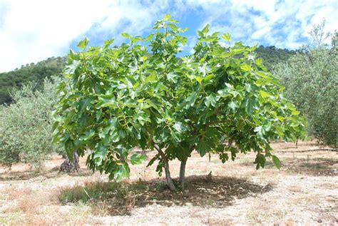 Higueras maduras con higos