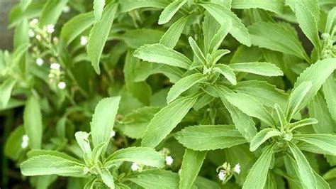 Planta de Stevia