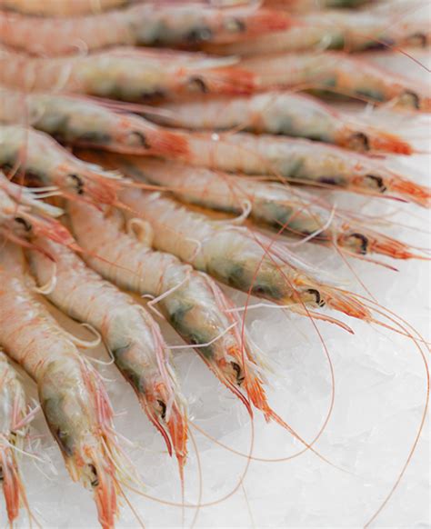 Gamba blanca de Huelva fresca