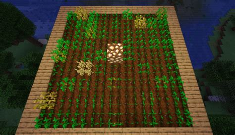 Esquema de cultivo eficiente de calabazas en Minecraft