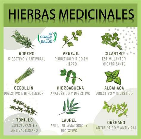 Plantas y hierbas medicinales para la salud hepática