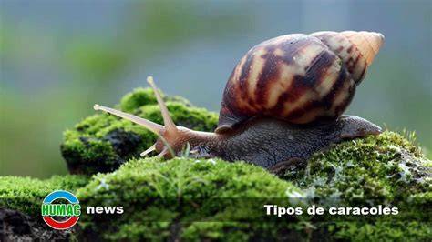 Gastronomía latinoamericana, un caracol de río
