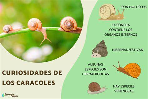 Infografía: Beneficios nutricionales del caracol