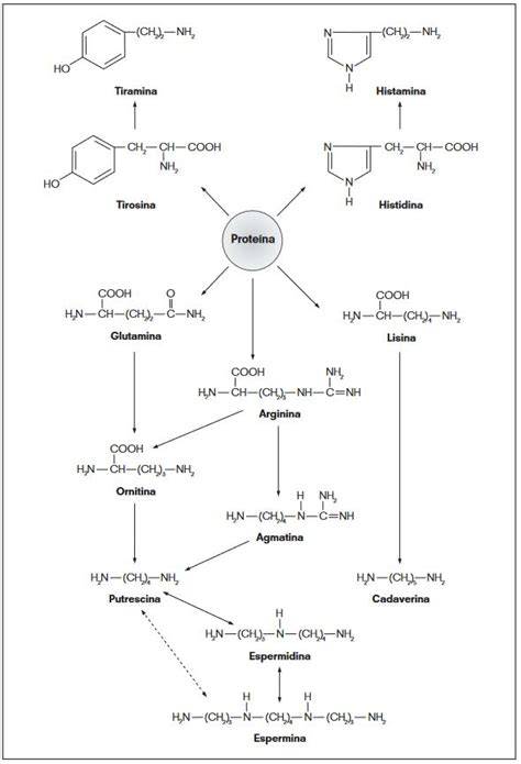 Esquema de la formación de ANCA en el consumo de cocaína/levamisol