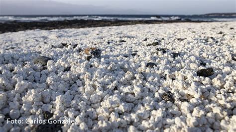 Rodolitos en la Playa de las Palomitas de Fuerteventura