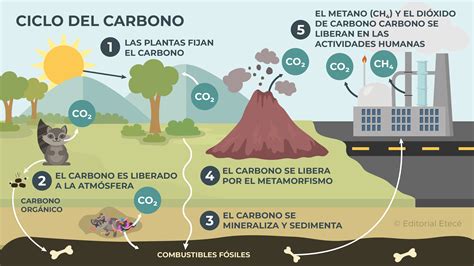 Esquema del ciclo del carbono en ecosistemas marinos con rodolitos