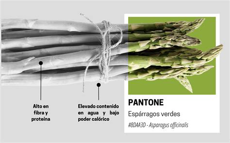 Comparación espárrago blanco y verde