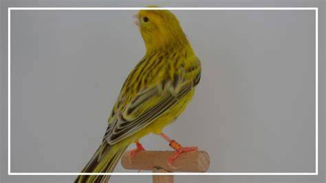 Pluma de canario ágata con diseño fino y entrecortado