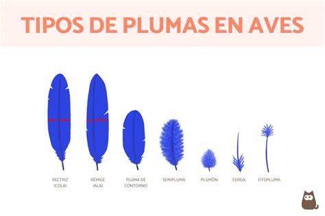 Comparativa de diseños de plumas en canarios ágatas