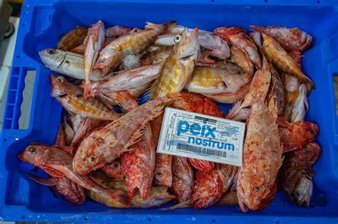 Pescado de roca