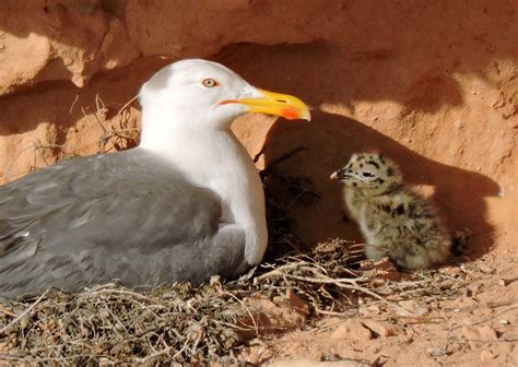 Gaviota patiamarilla en un entorno urbano
