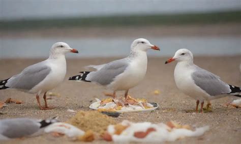 Diversidad de alimentos en la dieta de las gaviotas