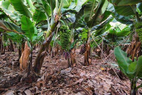 Plantación de plátanos en Canarias