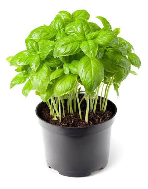 Planta de albahaca en maceta con red de protección