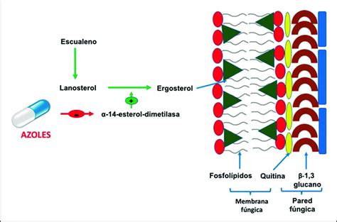 Estructura molecular del itraconazol y su mecanismo de acción antifúngica